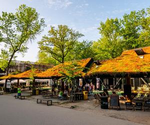 Orientarium ZOO Łódź. Kiedy są kąpiele słoni? Ile kosztują bilety w 2023?