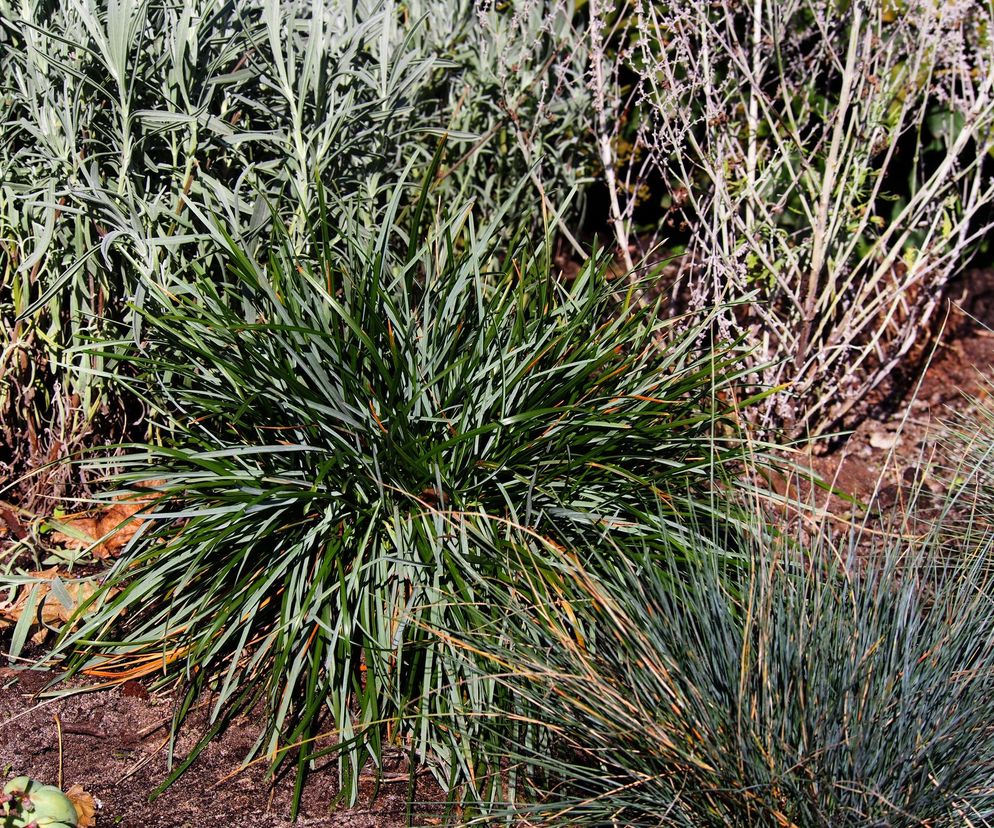 Sesleria 