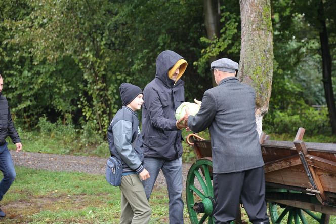 Tak ongiś siekano kapustę w woj. lubelskim. „Obieraczki kapuściane” w Muzeum Wsi Lubelskiej