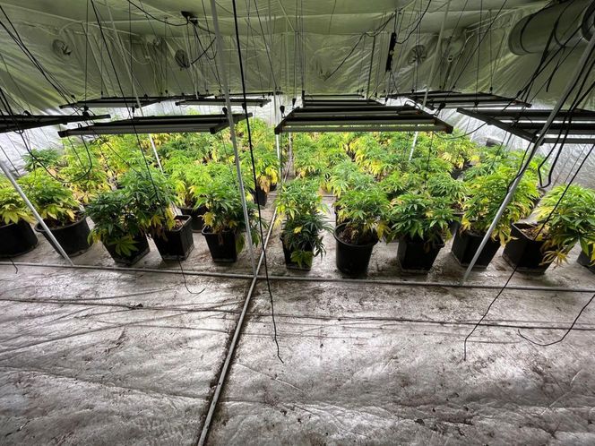 Gigantyczna plantacja konopi zlikwidowana. Policja zabezpieczyła marihuanę, kokainę, broń i amunicję