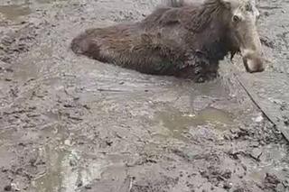 Młody łoś miał niewielkie szanse na przeżycie. Pomoc nadeszła w porę