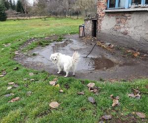 Znęcał się nad psami. Mężczyźnie grożą nawet trzy lata więzienia