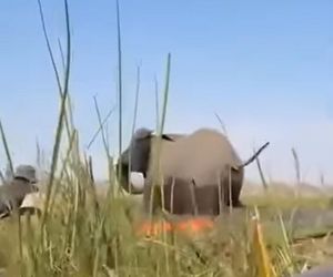 Horror na wakacjach. Zaatakowały ich słonie, wpadli do rzeki pełnej krokodyli