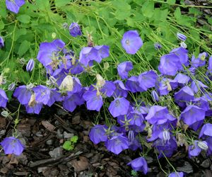 Dzwonek karpacki - Campanula carpatica