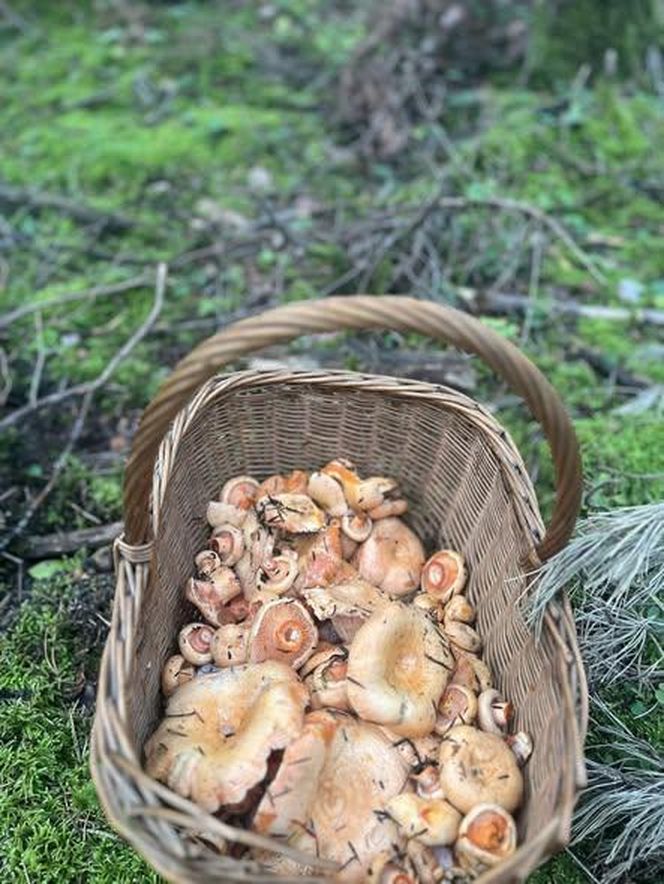 Prawdziwe skarby jesieni. Listopad to idealny czas na grzyby w Świętokrzyskiem? [Zdjęcia Waszych zbiorów]