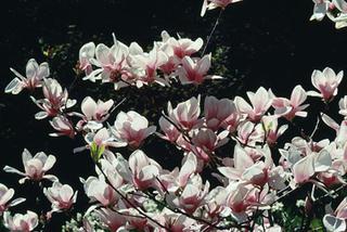 Przesadzanie magnolii. Poznaj zasady pielęgnacji magnolii po jej przesadzeniu