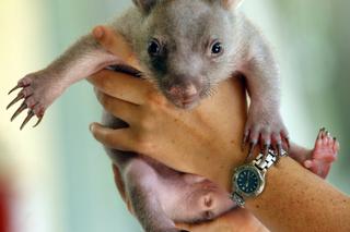 Mały wombat