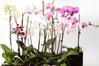 Brązowe miseczki na storczyku Dendrobium [Porada eksperta]