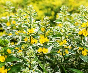 Tojeść kropkowana ‘Alexander’