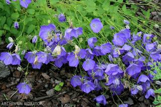 Dzwonek karpacki - urocza bylina o niebieskich kwiatach. Gdzie sadzić i jak uprawiać dzwonek karpacki? 