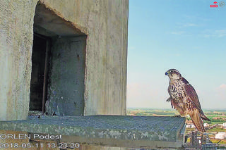 ORLEN nie tylko dla orłów