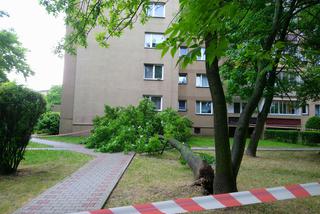 Drzewo runęło na blok i chodnik w Krakowie