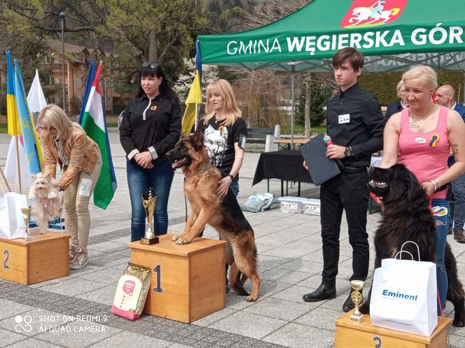 charytatywna wystawa psów rasowych w Węgierskiej Górce