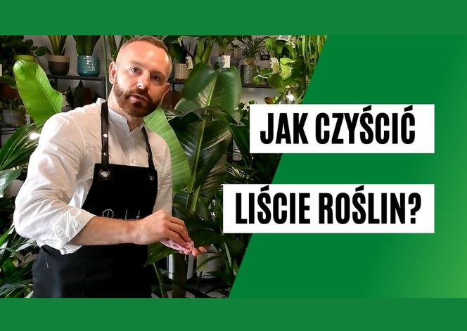 jak czyścić liście roślin