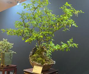 Potworne Cuda, Światowa Wystawa Orchidei, Bonsai i Sukulentów oraz targi roślin na PGE Narodowym