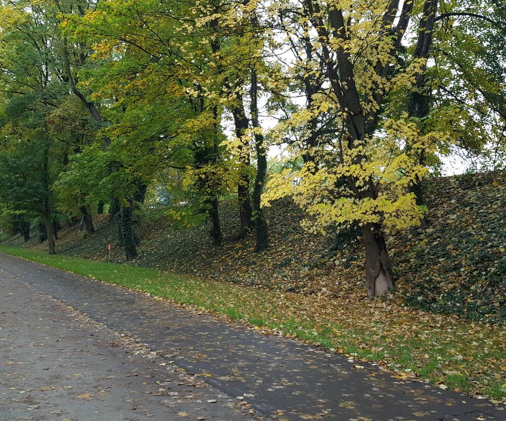 Są pieniądze na pielęgnację drzew w miejscu dawnych fortyfikacji i promenad w Lesznie