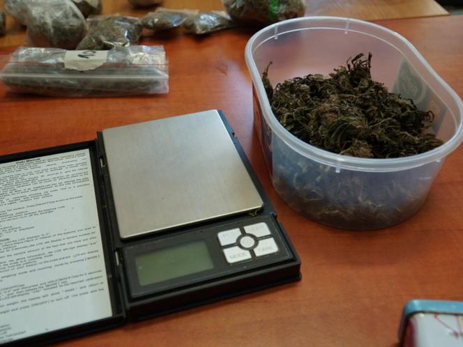 Przydomowa plantacja konopi zlikwidowana