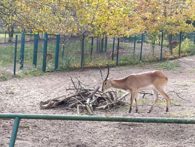 Gdański Ogród Zoologiczny jesienią