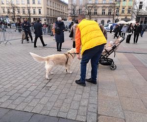 33. Finał WOŚP z grupą krakowskich Golden Retrieverów