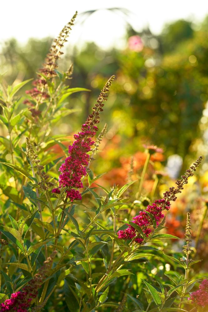 Budleja Dawida (Buddleja davidii) 