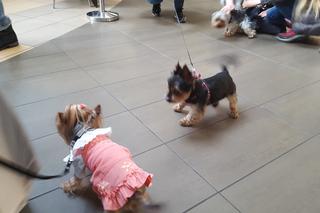 Miss i mister yorków w SCC