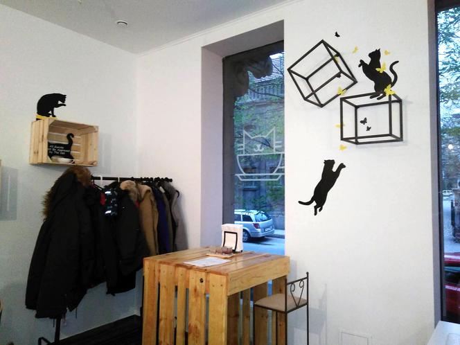 Katowice: Pierwsza na Śląsku Kocia Kawiarnia działa już trzy tygodnie! [ZDJĘCIA]