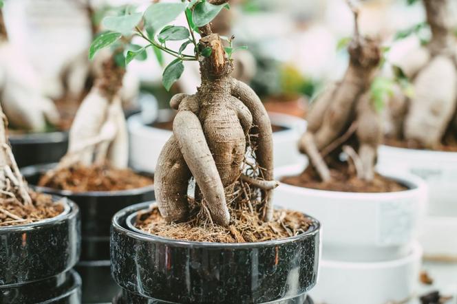 Bonsai Ficus Ginseng