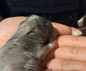 Karton z małymi królikami pozostawiony przy śmietniku w Orzeszu