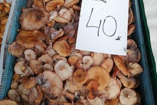 To ostatni moment na grzyby. Jakie są ceny gąsek, rydzów i kozaków w listopadzie w Krakowie?