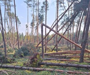 straty w Nadleśnictwie Kozienice 