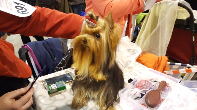 EXPO SILESIA DOG SHOW 2017