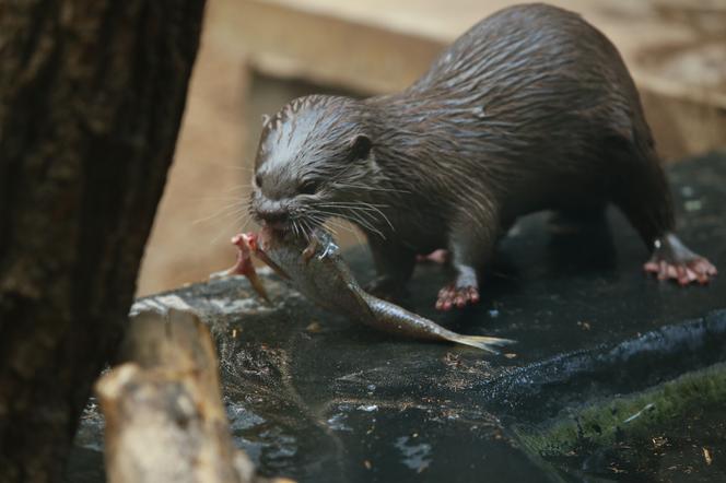 Pokazowe karmienia w Orientarium Zoo Łódź