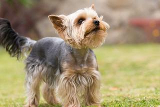 Yorkshire terrier