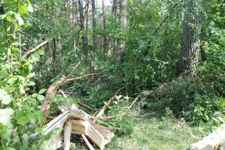 Tragedia w lesie w woj. lubelskim