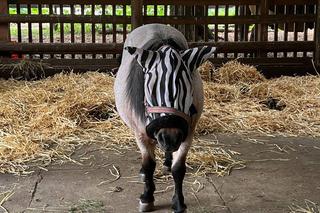 Ni to zebra, ni to koń. Wszystkiemu winne są... owady