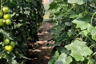 Szklarnia warzywna ojca Marcina i Rafała Mroczka (Piotrek i Paweł w M jak miłość)