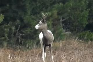 Łaciata sarna widziana na Mazurach! [ZDJĘCIA]