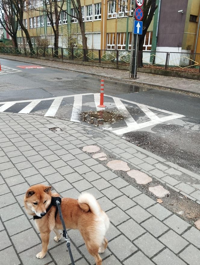 Burza wokół zmiany organizacji ruchu na Zatorzu. Kierowcy byli zaskoczeni, miasto wyjaśnia