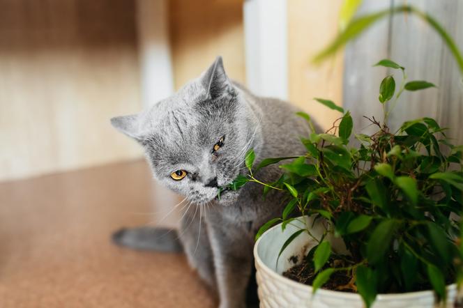 kot obgryzający liście rośliny