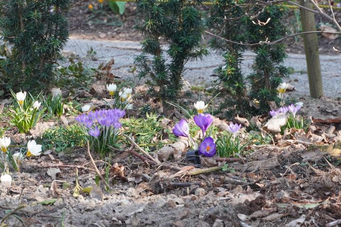 Pierwsze zwiastuny wiosny na poznańskiej Cytadeli