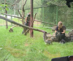 Pokazowe karmienie w myślęcińskim zoo to prawdziwy hit! Sprawdziliśmy to na miejscu