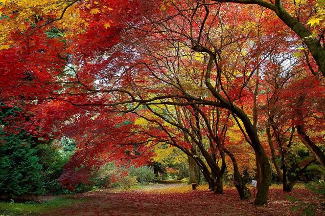 Arboretum w Rogowie