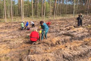 Akcja Grudziądzanie sadzą las 2024