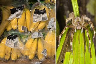 Horror w supermarkecie. Egzotyczny pająk w bananach. Jego jad powoduje bolesne erekcje!
