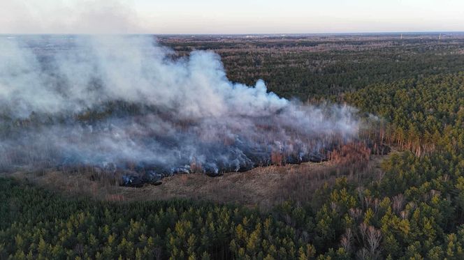 Płonie poligon pod Warszawą. Dym widać z daleka. "Ogień nie jest jeszcze opanowany"