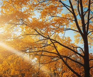 Niespodziewane ciepło w Polsce. Czy babie lato po raz ostatni rozgrzeje jesień?