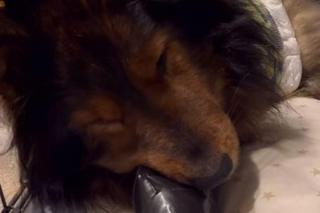 Znęcali się nad psem