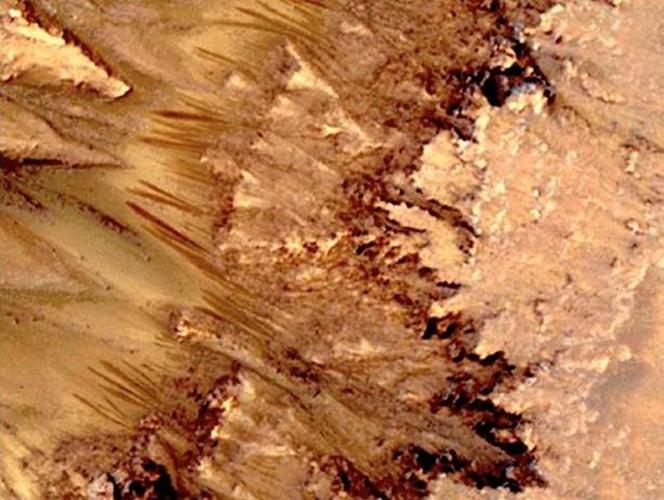 Kosmiczne grzyby na Marsie! Szokujące odkrycie naukowców