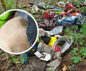 Nieopodal Bydgoszczy leśniczy znalazł wśród śmieci ciało torturowanego psa! Pomóż policji namierzyć sprawcę