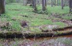 To najładniejszy las w woj. warmińsko-mazurskim. Wybrała go sztuczna inteligencja. Zachwyca naturalnością i historią